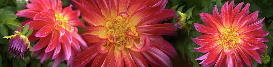 Close-up Of Dahlia Flowers Blooming #5 Photograph by Panoramic Images