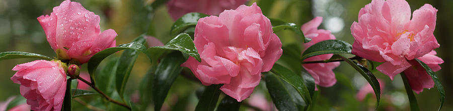 Close-up Of Rhododendron Flowers #1 Photograph by Panoramic Images