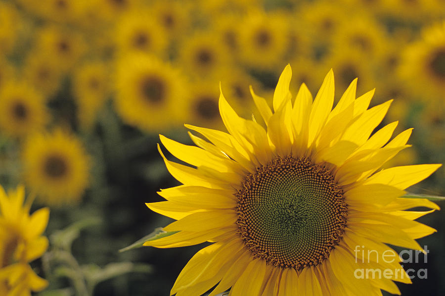 Close-up of sunflowers in a field #5 Photograph by Jim Corwin