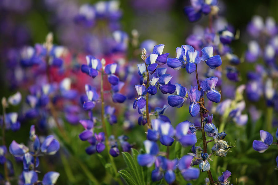 Close-up Of Wildflowers, Mount Rainier #5 Photograph by Panoramic Images