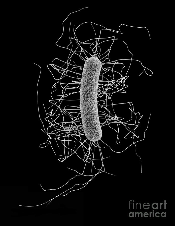 Clostridium Difficile, Bacteria #5 Photograph by Science Source