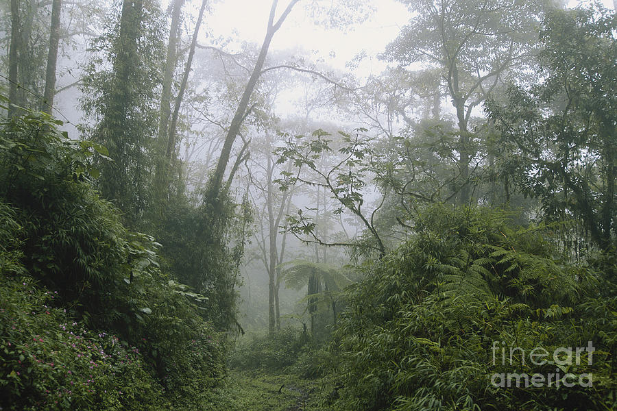 Cloud Forest, Costa Rica #5 Photograph by Gregory G. Dimijian, M.D.