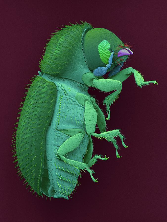 Coffee Berry Borer #5 Photograph by Dennis Kunkel Microscopy/science Photo Library