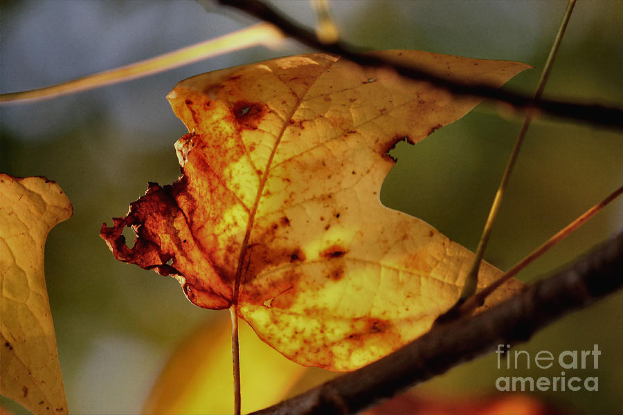 Fall Photograph - Colors Of Autumn #2 by Luv Photography