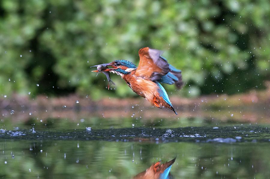 Common Kingfisher Catching A Fish #5 Photograph by Dr P. Marazzi