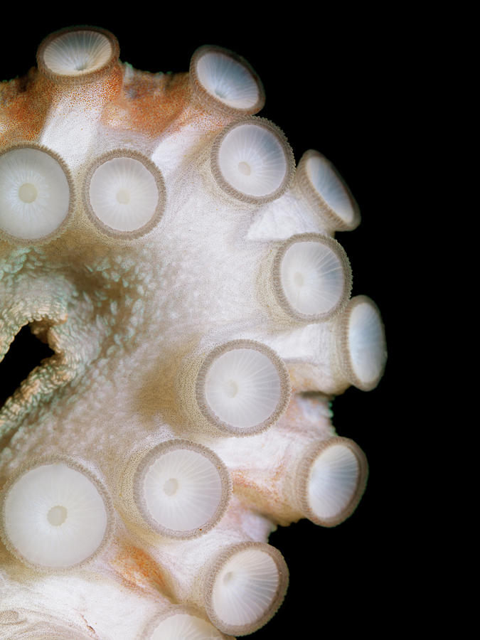Common Octopus, Octopus Vulgaris #5 Photograph by Henrik Sorensen