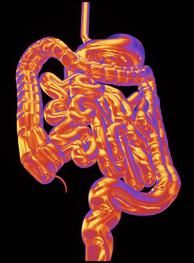 Digestive System Photograph - Computer Art Showing The Healthy Digestive System #5 by Alfred Pasieka/science Photo Library