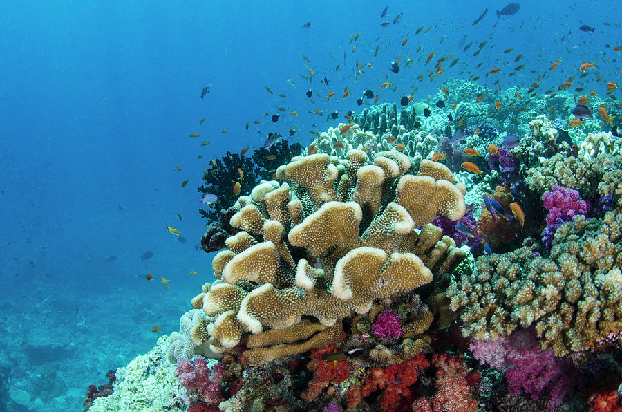 Coral Reef Diversity, Fiji #5 Photograph by Pete Oxford - Pixels
