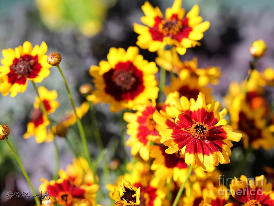 Coreopsis or Golden Tickseed #5 Photograph by J McCombie - Pixels