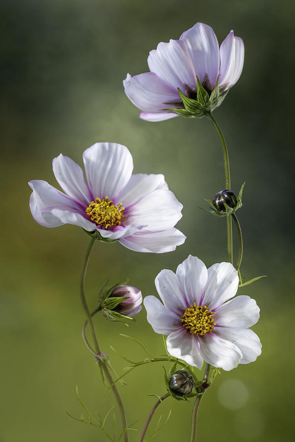 Still Life Photograph - *cosmos #5 by Mandy Disher