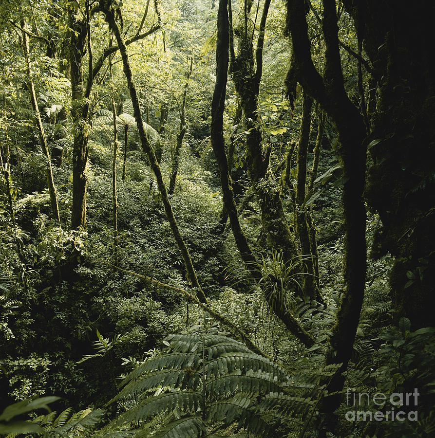 Costa Rican Cloud Forest #5 Photograph by Gregory G. Dimijian, M.D.