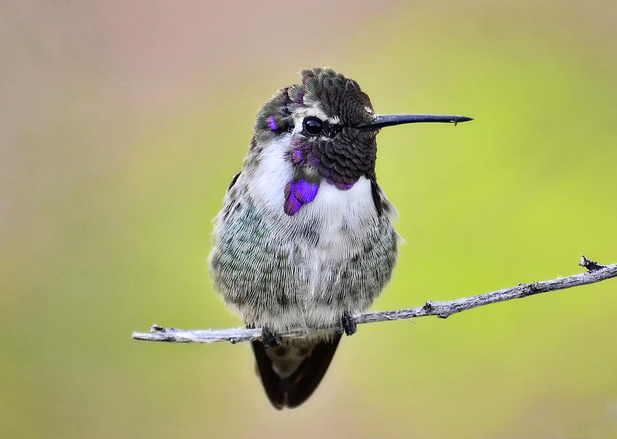 Costas Hummingbird  #2 Photograph by Saija Lehtonen