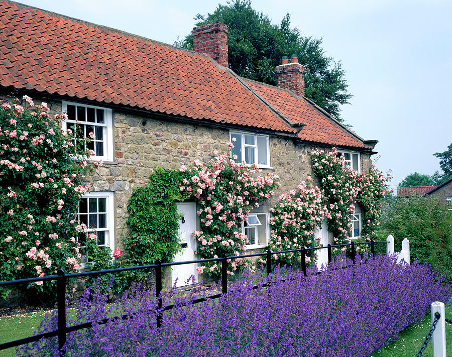 Cottage Garden #5 Photograph by Andy Williams/science Photo Library