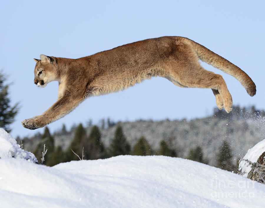 Cougar #7 Photograph by Dennis Hammer