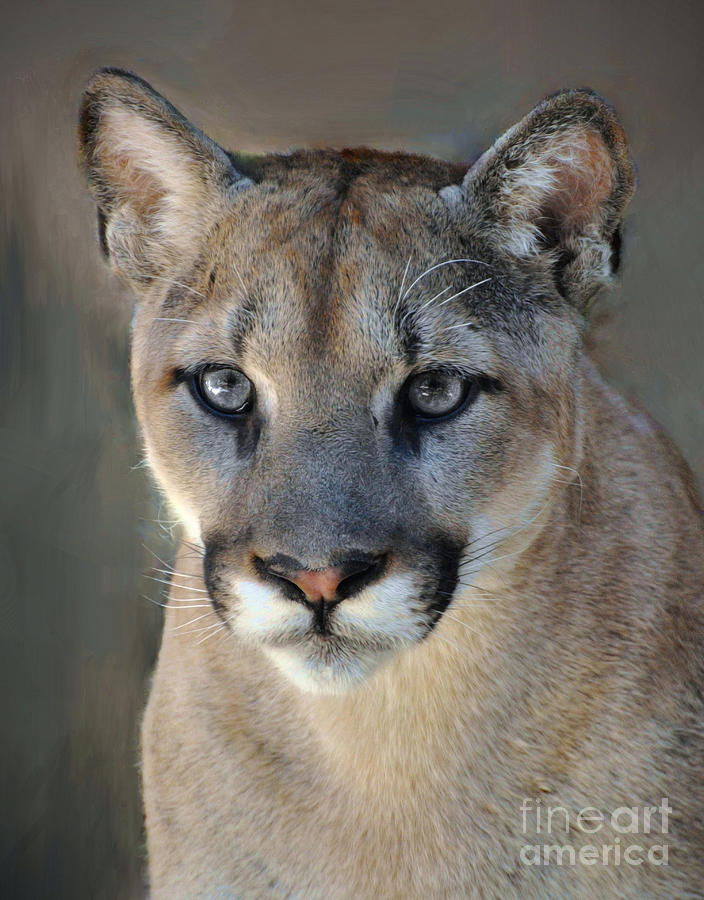 Puma #2 Photograph by Savannah Gibbs