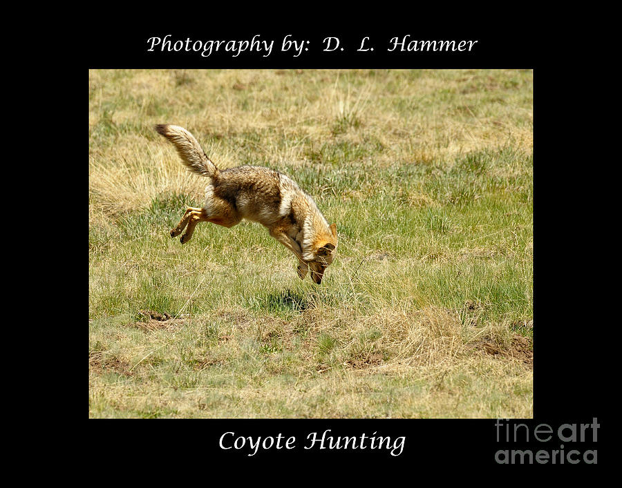 Coyote Hunting #5 Photograph by Dennis Hammer