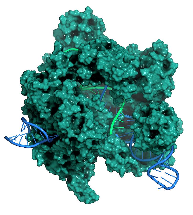 Crispr Photograph - Crispr-cas9 Gene Editing Complex #5 by Molekuul