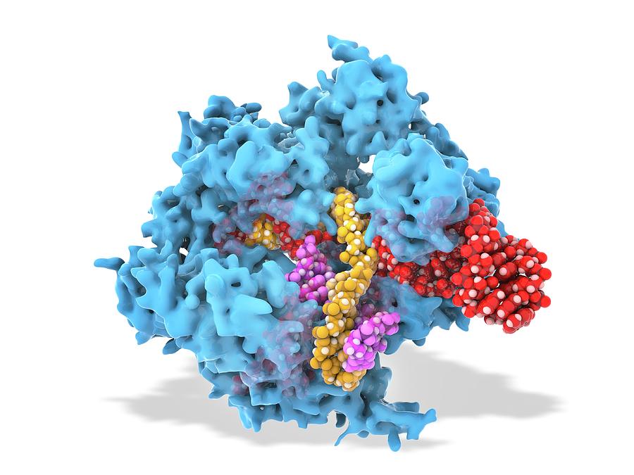 Crispr-cas9 Gene Editing Complex Photograph by Ramon Andrade 3dciencia ...