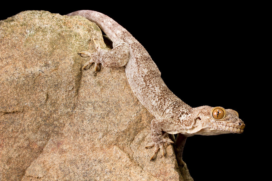Crocodile Gecko Tarentola Mauritanica #5 Photograph by David Kenny