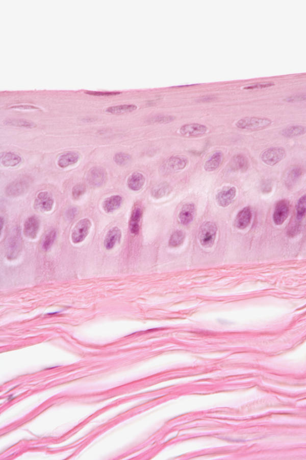 Cross-section Of Human Cornea, Lm #5 Photograph by Science Stock Photography