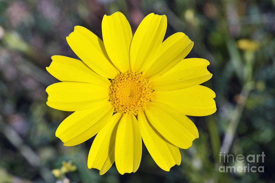Wildflower Photograph - Crown daisy flower #4 by George Atsametakis