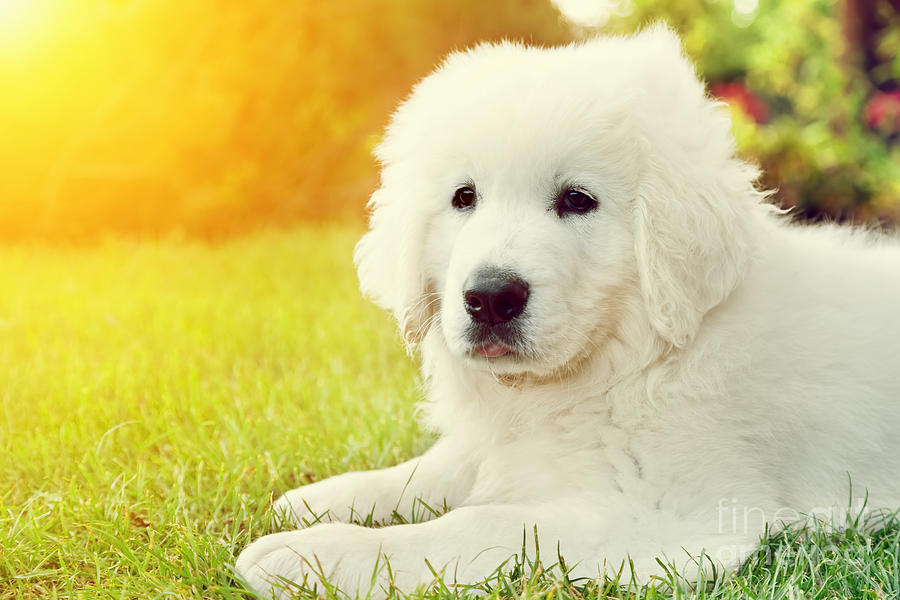 Cute White Puppy Dog Lying On Grass Photograph