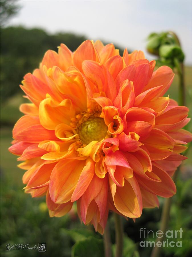 Dahlia from the Showpiece Mix #5 Photograph by J McCombie
