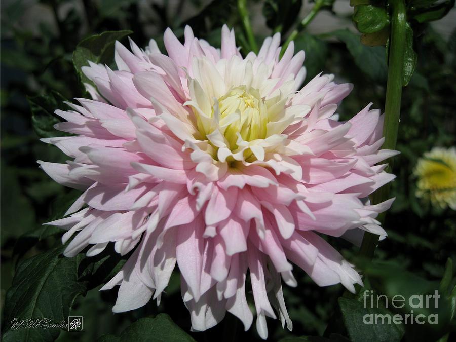 Dahlia named Chilsons Pride #5 Photograph by J McCombie
