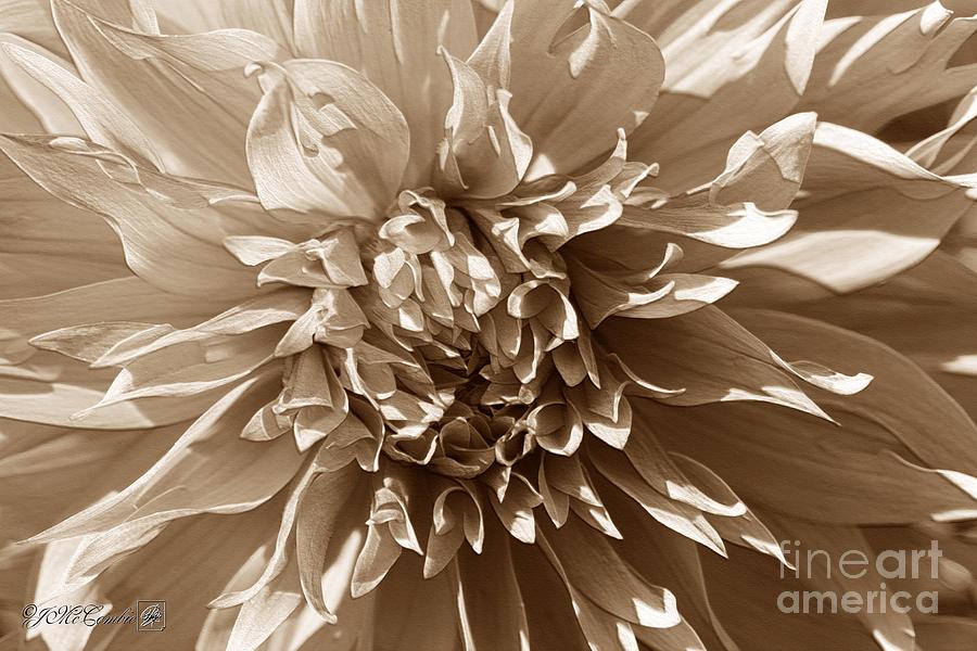 Dahlia named Sheila Young #5 Photograph by J McCombie
