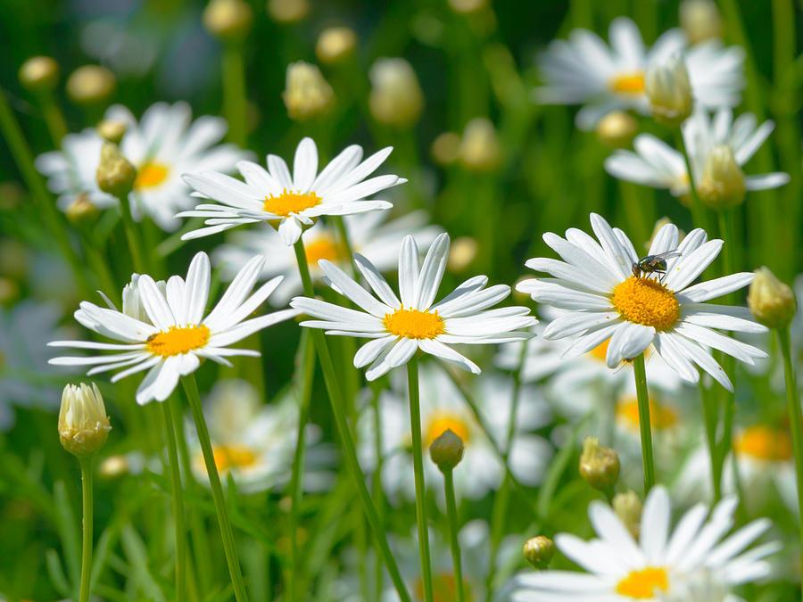 Daisies #5 Photograph by Michael Goyberg