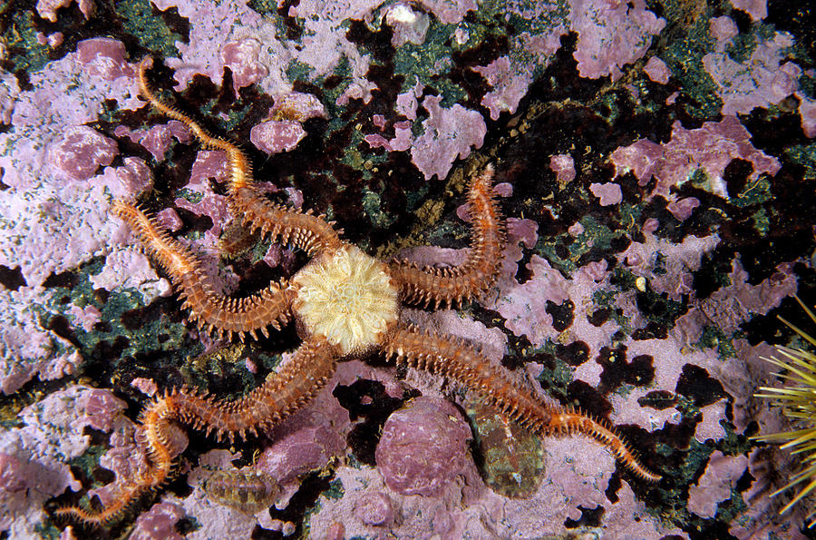 Daisy Brittle Star #5 Photograph by Andrew J. Martinez