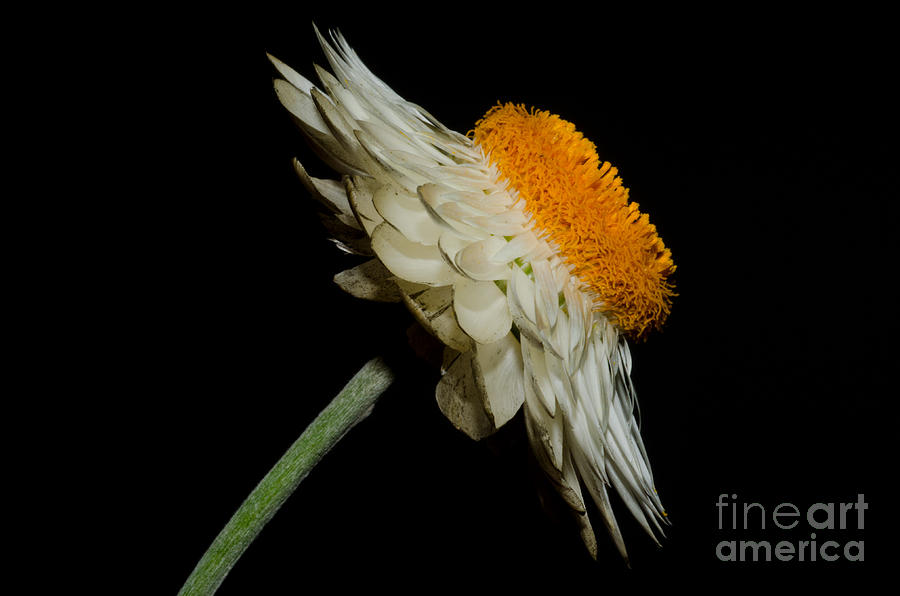Daisy flower #5 Photograph by Mats Silvan