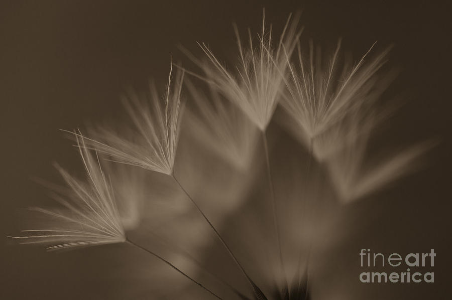 Dandelion close-up view backlit #5 Photograph by Jim Corwin