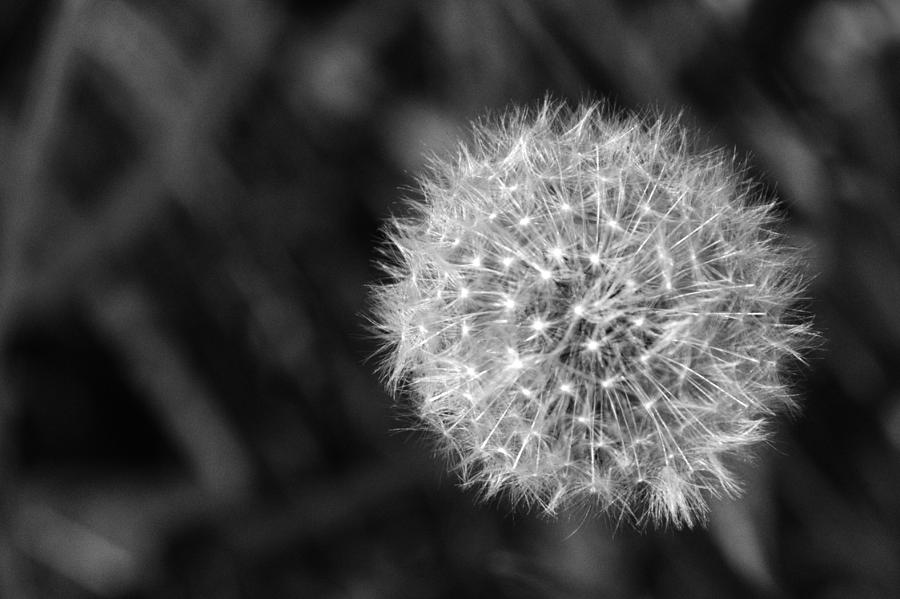 Dandelion Seed Head #5 Photograph by Chris Day