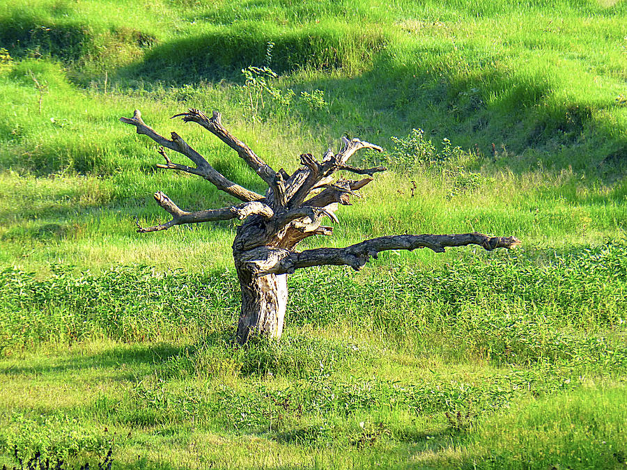 Nature Photograph - Dead Tree #5 by Girish J