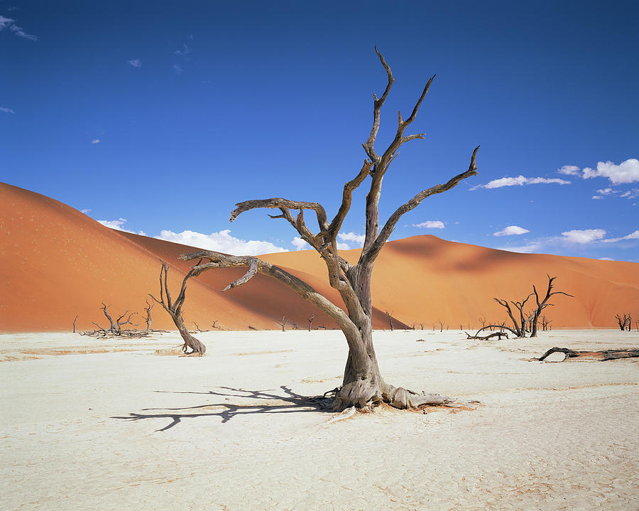 Dead Vlei Desert Pan #5 Photograph by Sinclair Stammers/science Photo Library