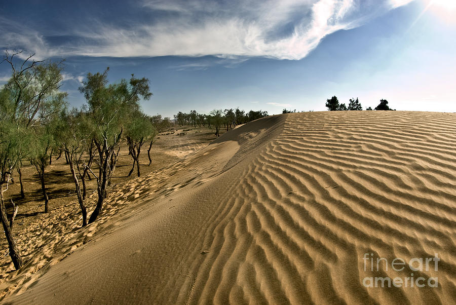 Desert Tamarix trees #5 Photograph by Dan Yeger
