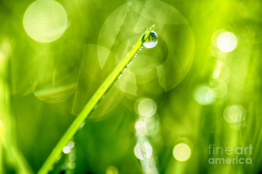 Dew on Grass #5 Photograph by Thomas R Fletcher