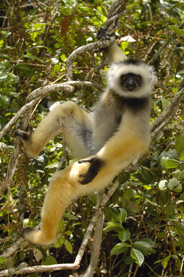 Diademed Sifaka Madagascar #5 Photograph by Pete Oxford