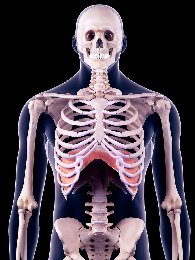 Skeleton Photograph - Diaphragm #5 by Sebastian Kaulitzki/science Photo Library