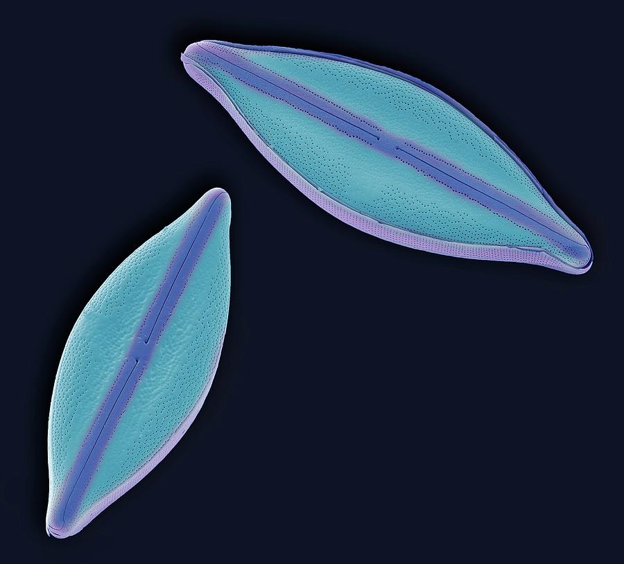 Diatoms #5 Photograph by Steve Gschmeissner