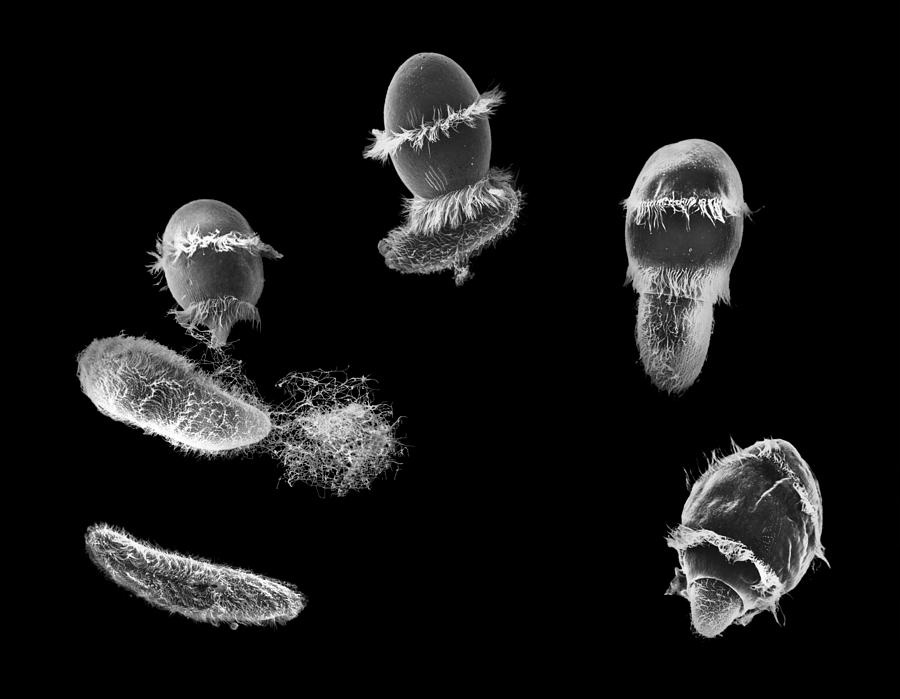 Didinium Ingesting Paramecium #5 Photograph by Greg Antipa
