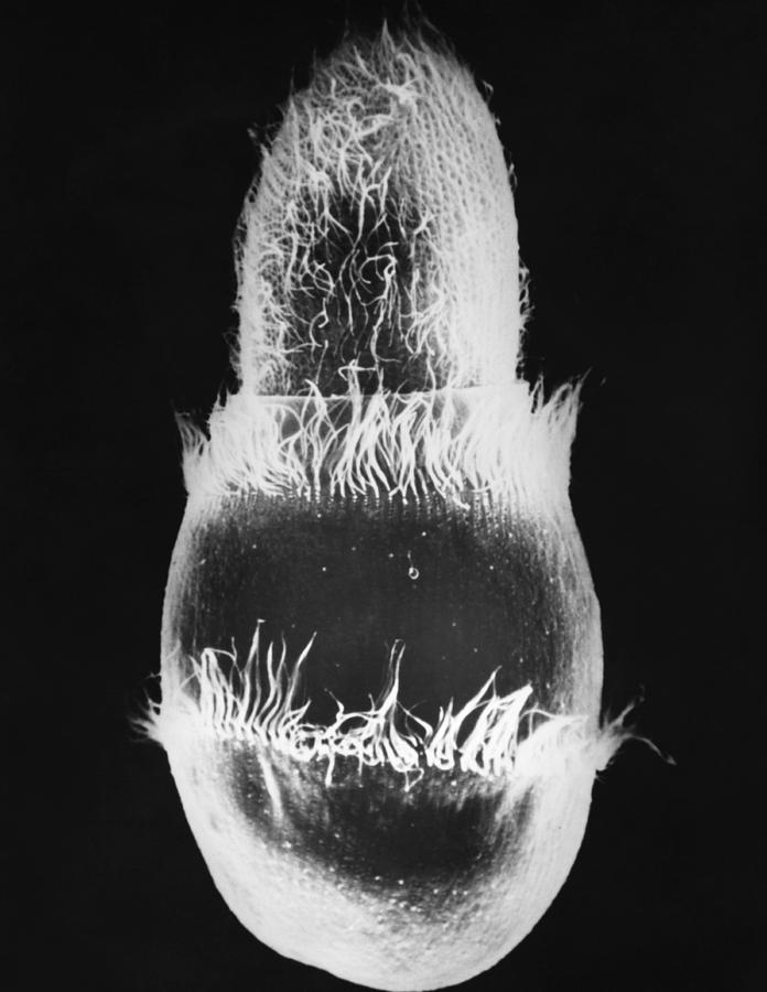 Didinium Ingesting Paramecium Sem #5 Photograph by Greg Antipa