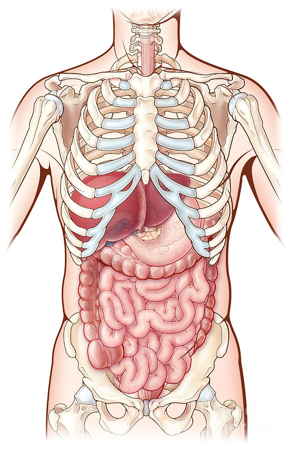 Digestive System, Illustration #5 Photograph by Evan Oto