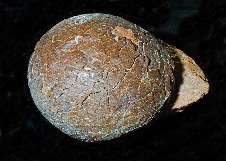 Dinosaur Egg Fossil #5 Photograph by Millard H. Sharp