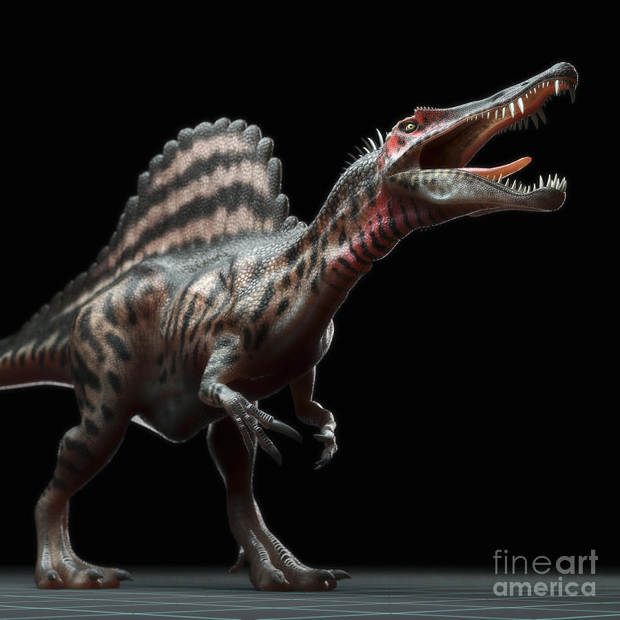 Dinosaur Spinosaurus #5 Photograph by Science Picture Co