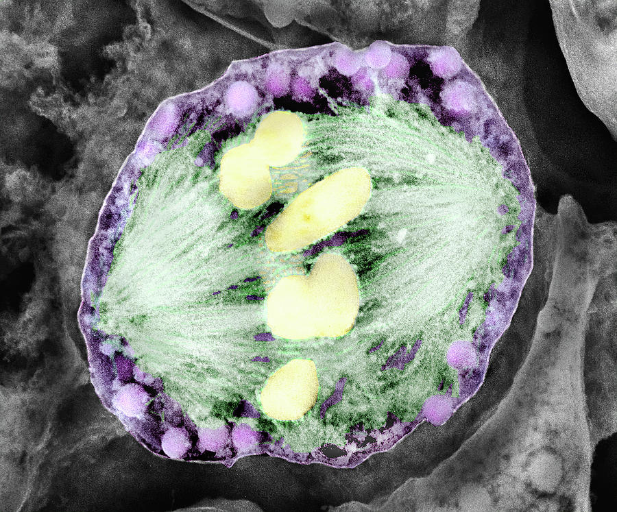 Nature Photograph - Dividing Pollen Cell #5 by Professor T. Naguro