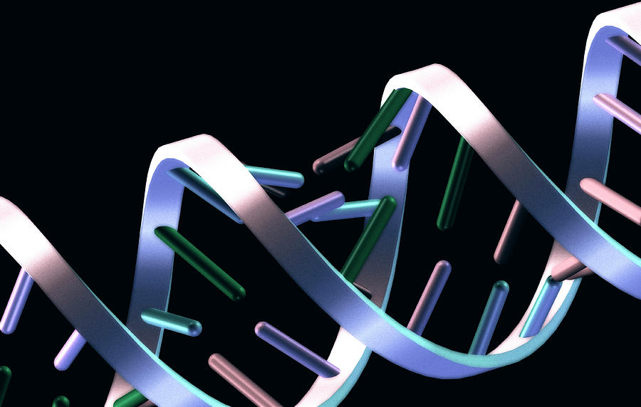 Dna Helix Photograph - Dna Helix #5 by Alfred Pasieka/science Photo Library
