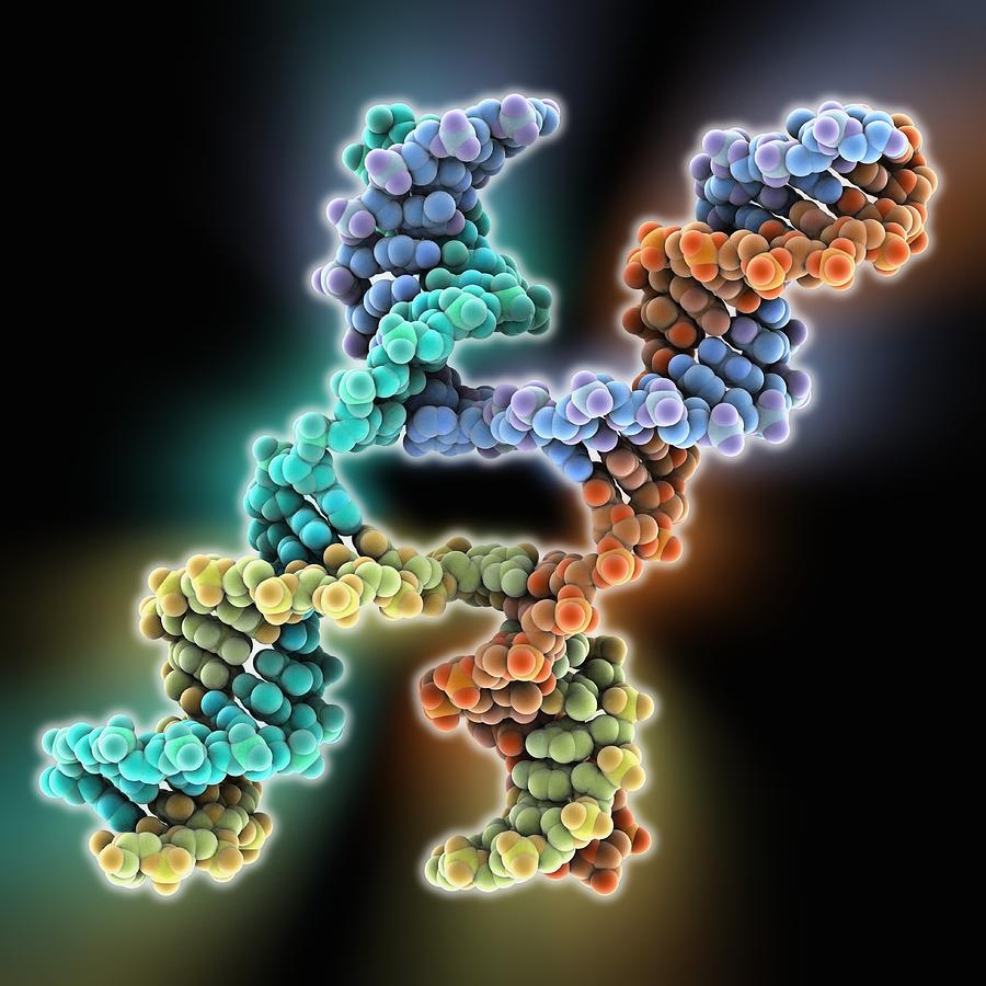 Holliday Junction Photograph - DNA Holliday junction, molecular model #5 by Science Photo Library