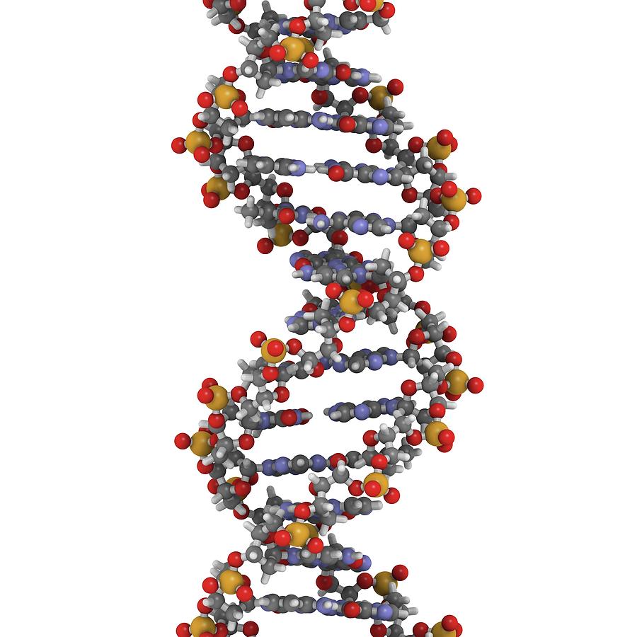 Dna Photograph by Molekuul/science Photo Library - Fine Art America